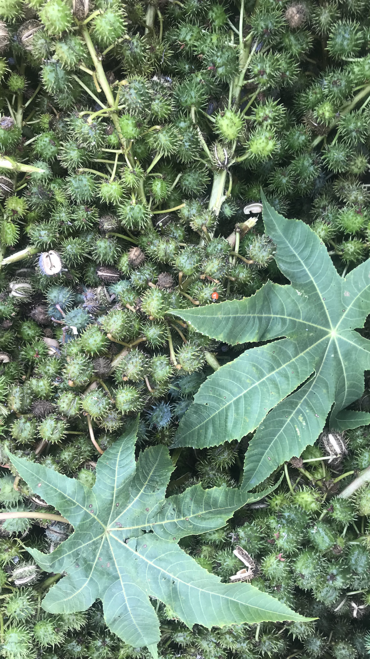 IYAHSHANTI 100% Pure Jamaican Black Castor Oil