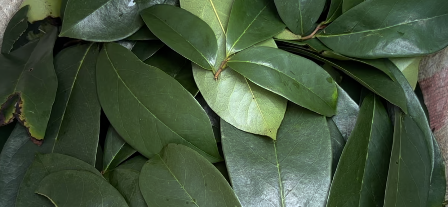 Soursop leafs